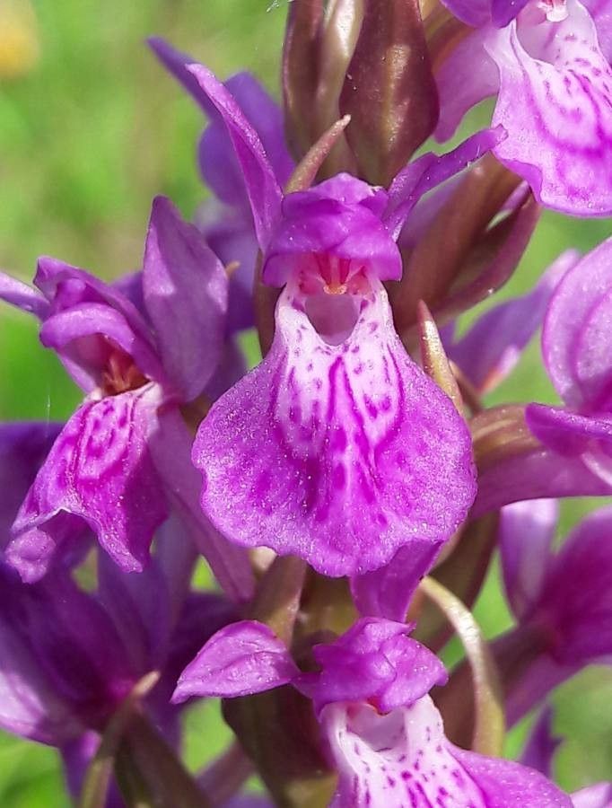Dactylorhiza occitanica flower