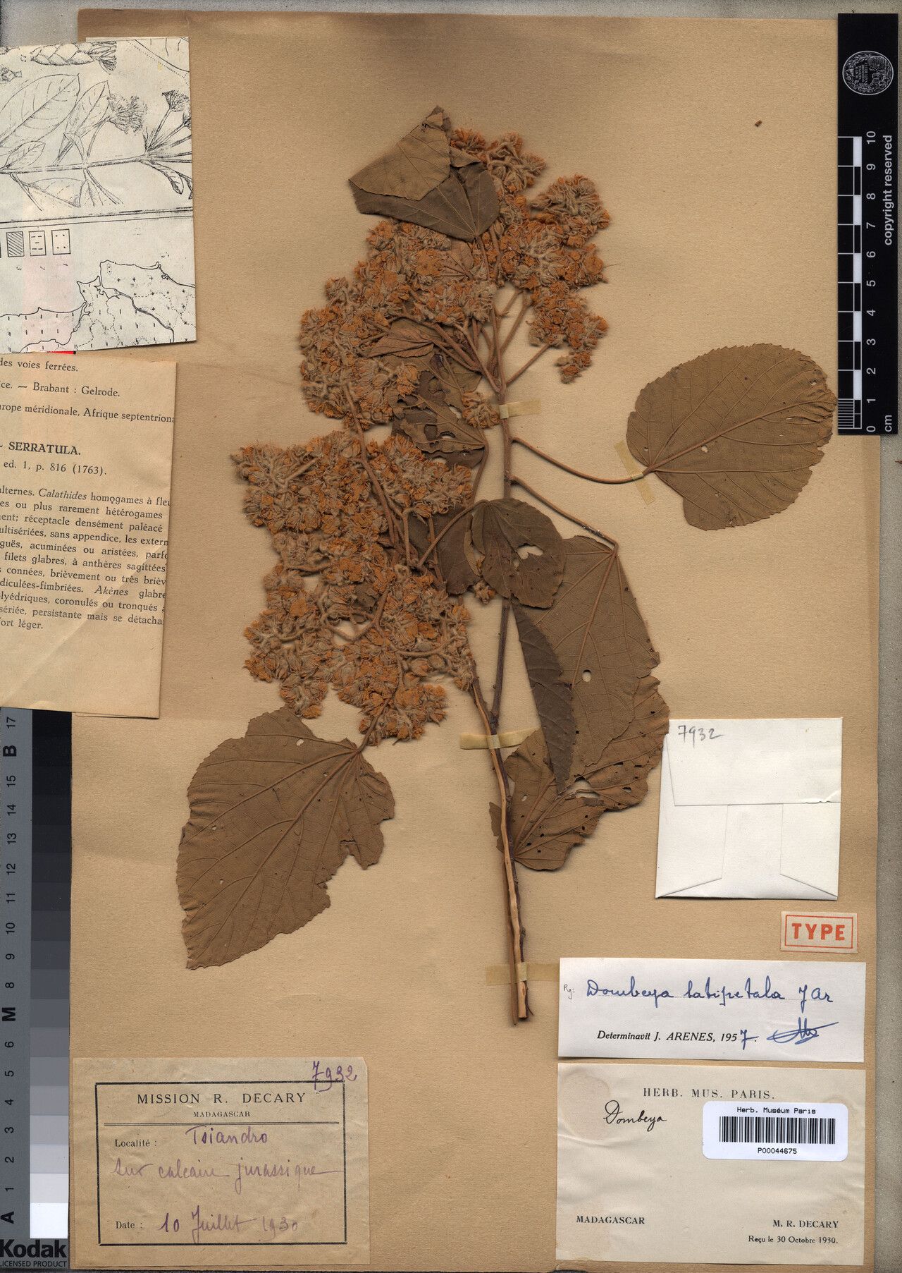 Dombeya latipetala — houseplant care guide