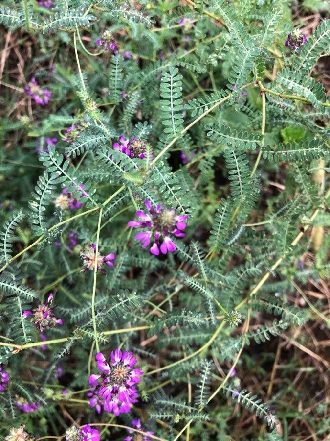 Astragalus echinatus leaf