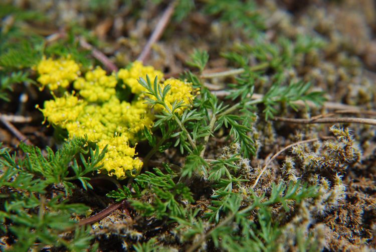 Lomatium sandbergii — houseplant care guide