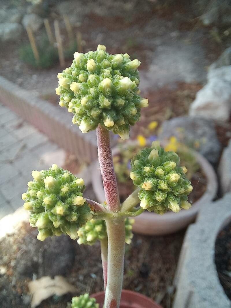 Crassula cotyledonis flower