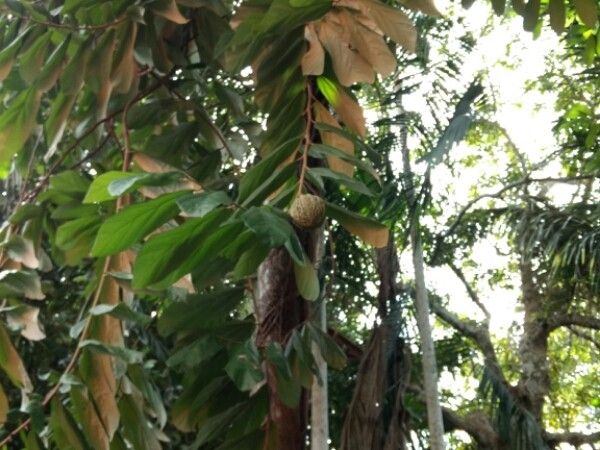 Theobroma bicolor fruit
