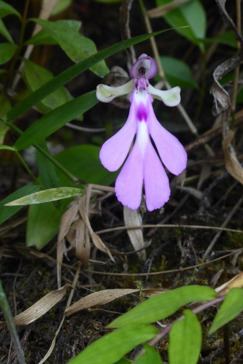 Cynorkis lowiana — houseplant care guide