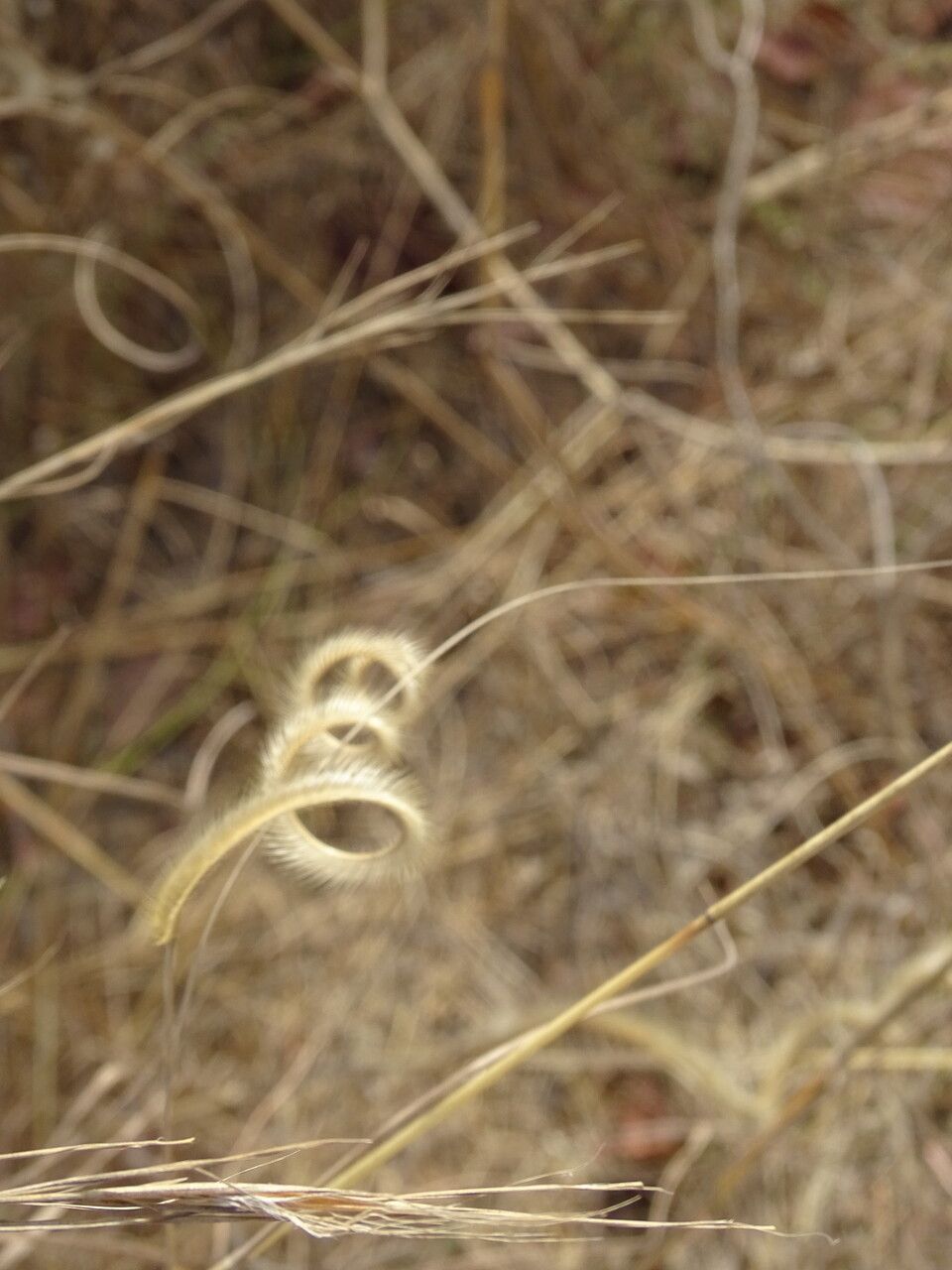 Ctenium elegans flower