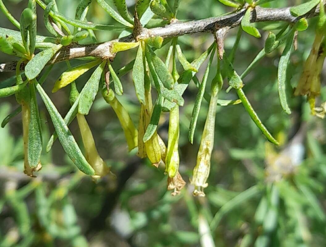 Lycium gilliesianum flower