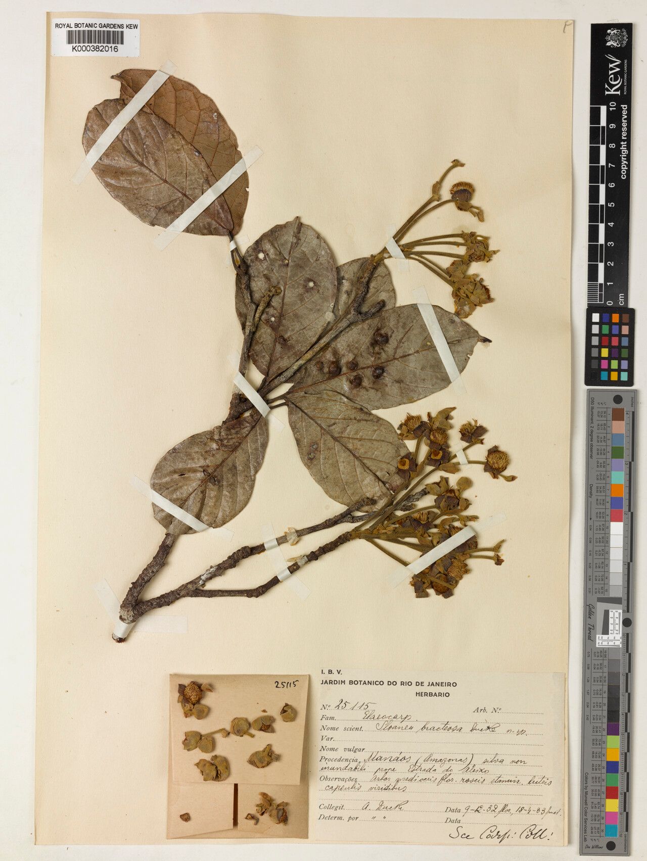 Sloanea nitida fruit