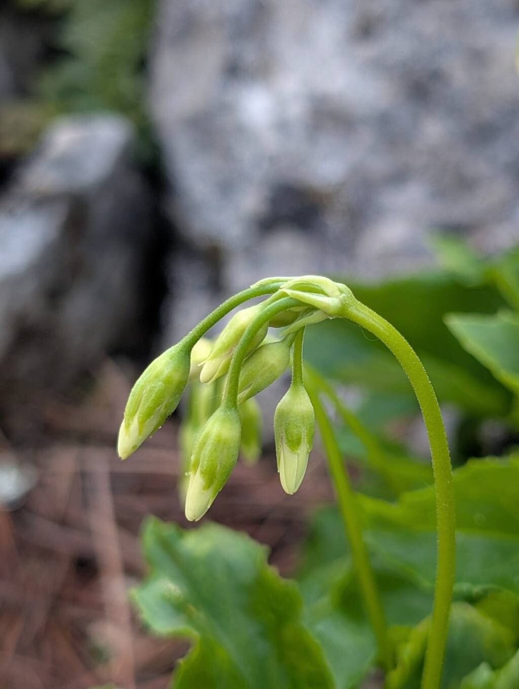 Primula latiloba other