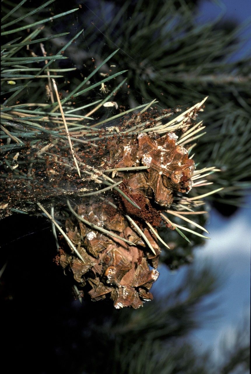 Pinus monophylla fruit