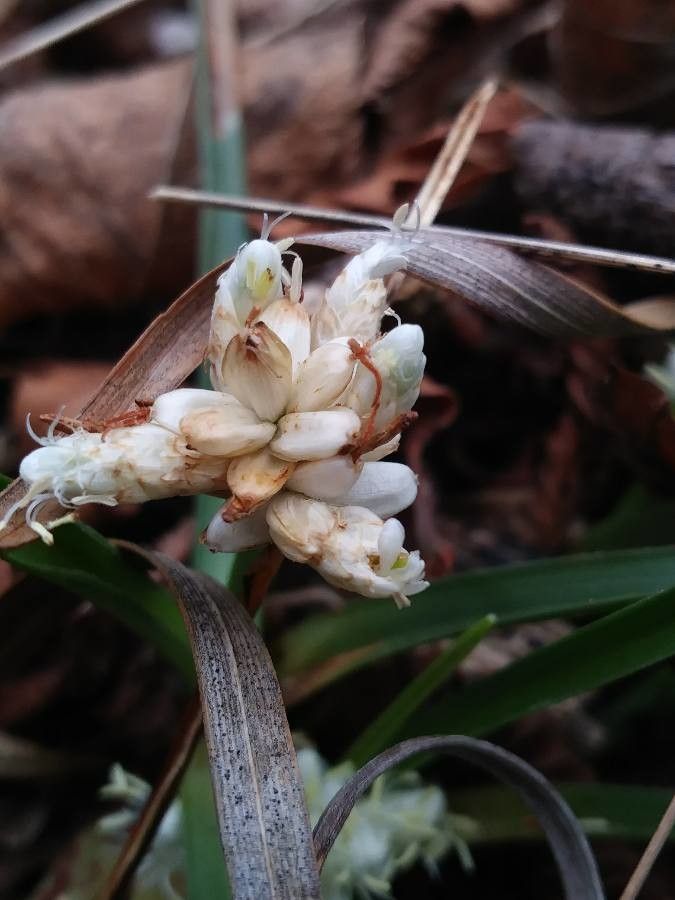 Carex baldensis flower