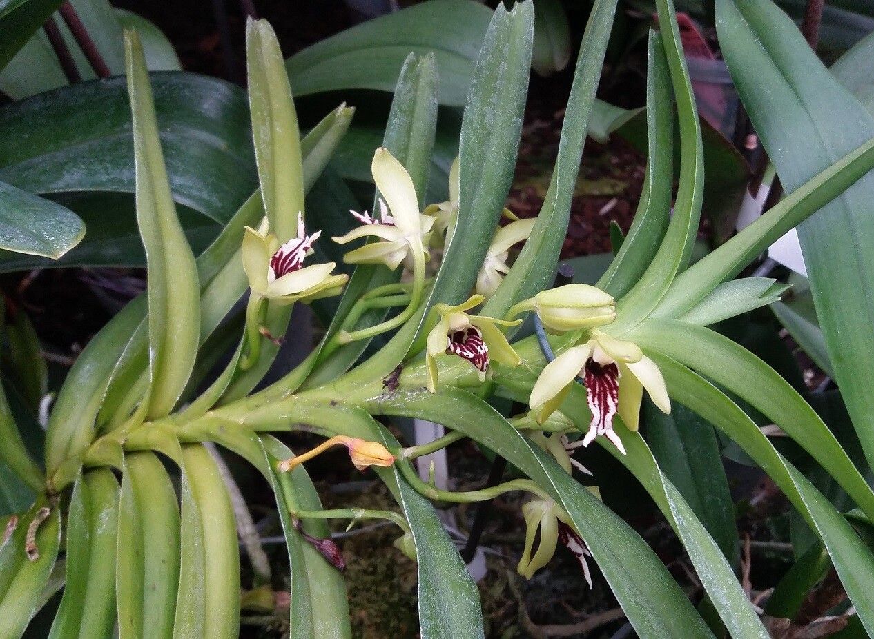 Vanda cristata — search result for 'Bhutan'