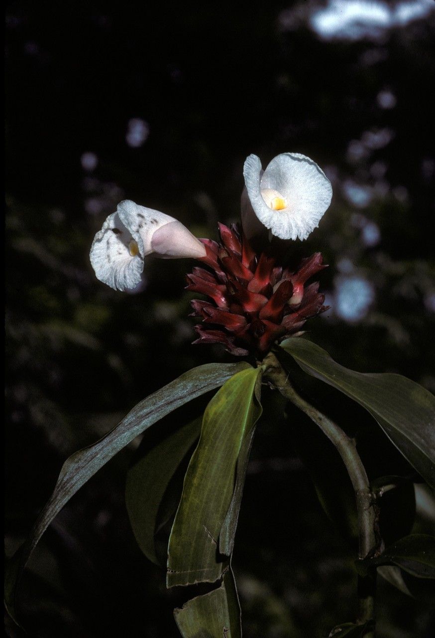 Costus rumphianus — search result for 'Costus'