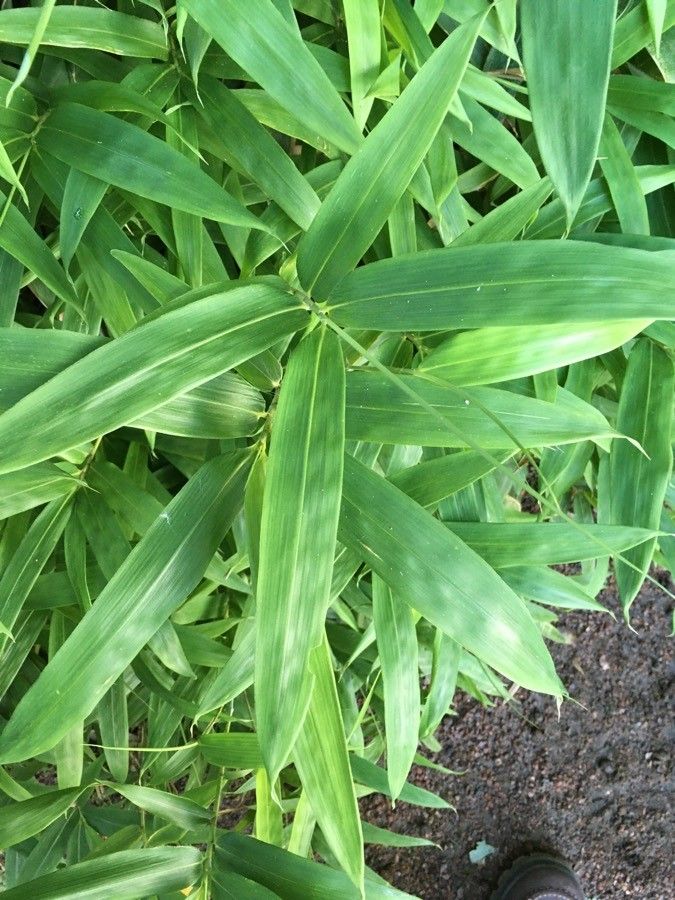 Sasaella ramosa — search result for 'Bamboo'