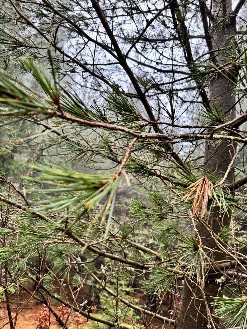 Pinus monticola leaf