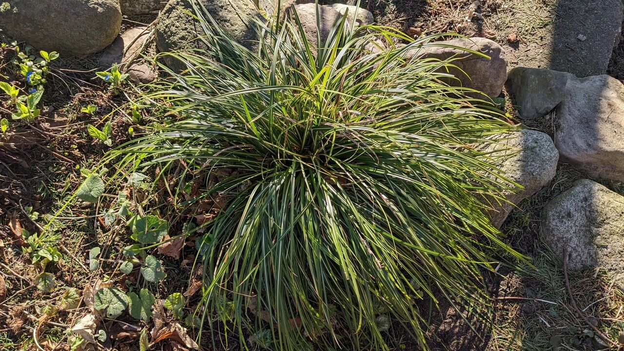 Carex oshimensis habit