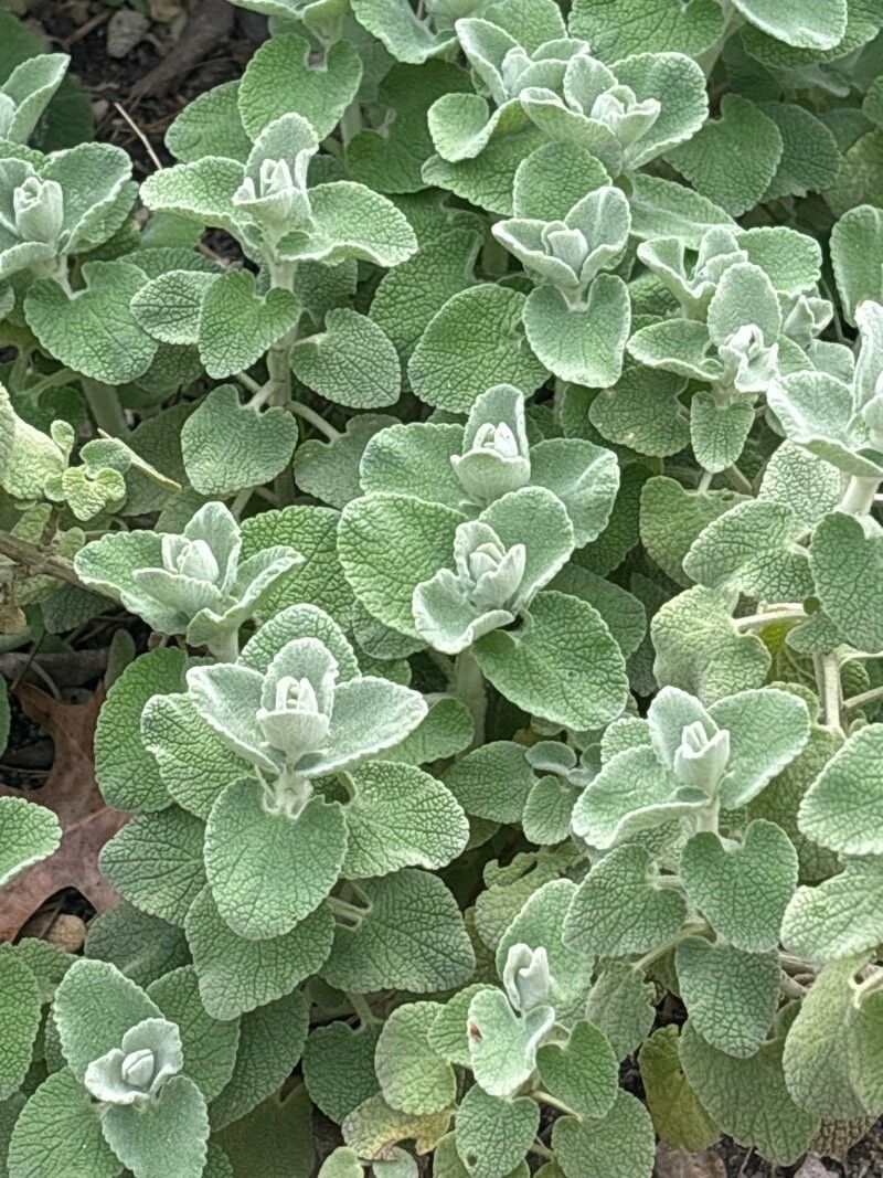 Pseudodictamnus acetabulosus leaf