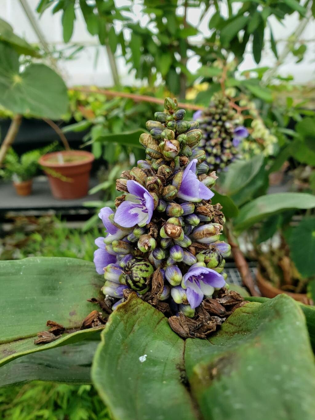 Dichorisandra musaica flower