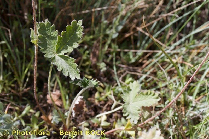 Potentilla nivea habit