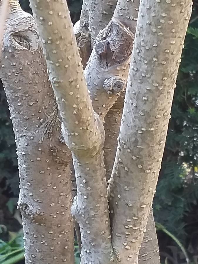 Cestrum aurantiacum bark