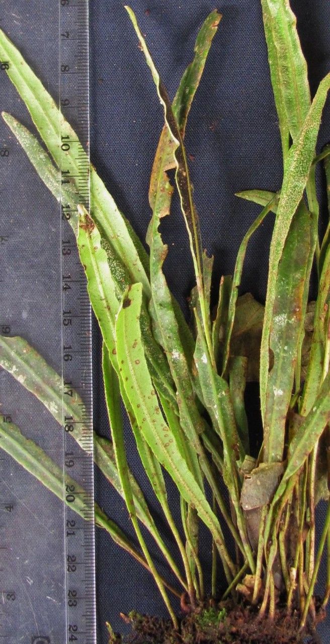 Elaphoglossum tenuiculum — houseplant care guide