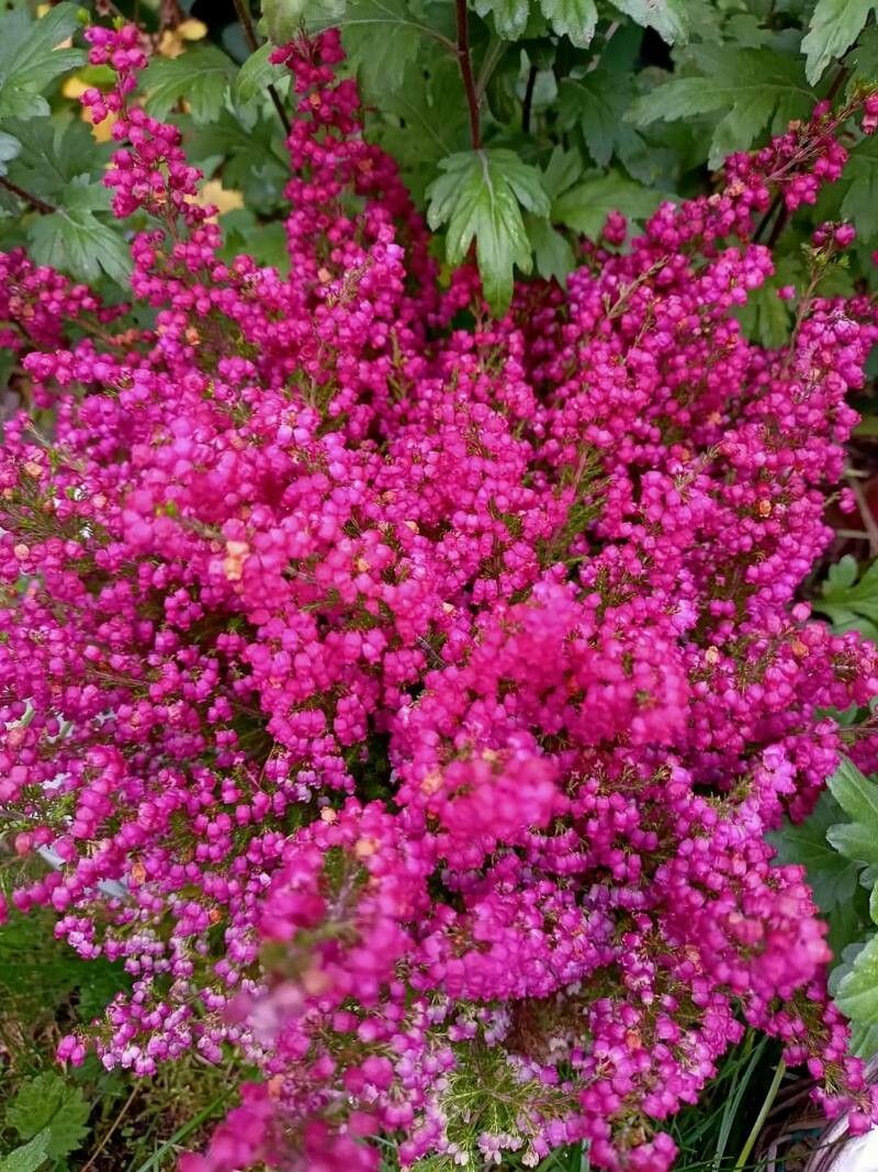 Erica gracilis flower