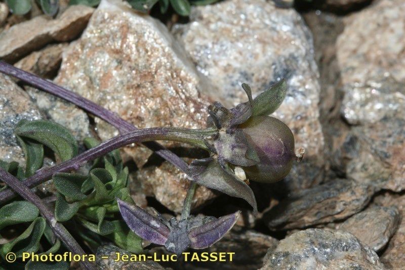 Viola crassiuscula fruit