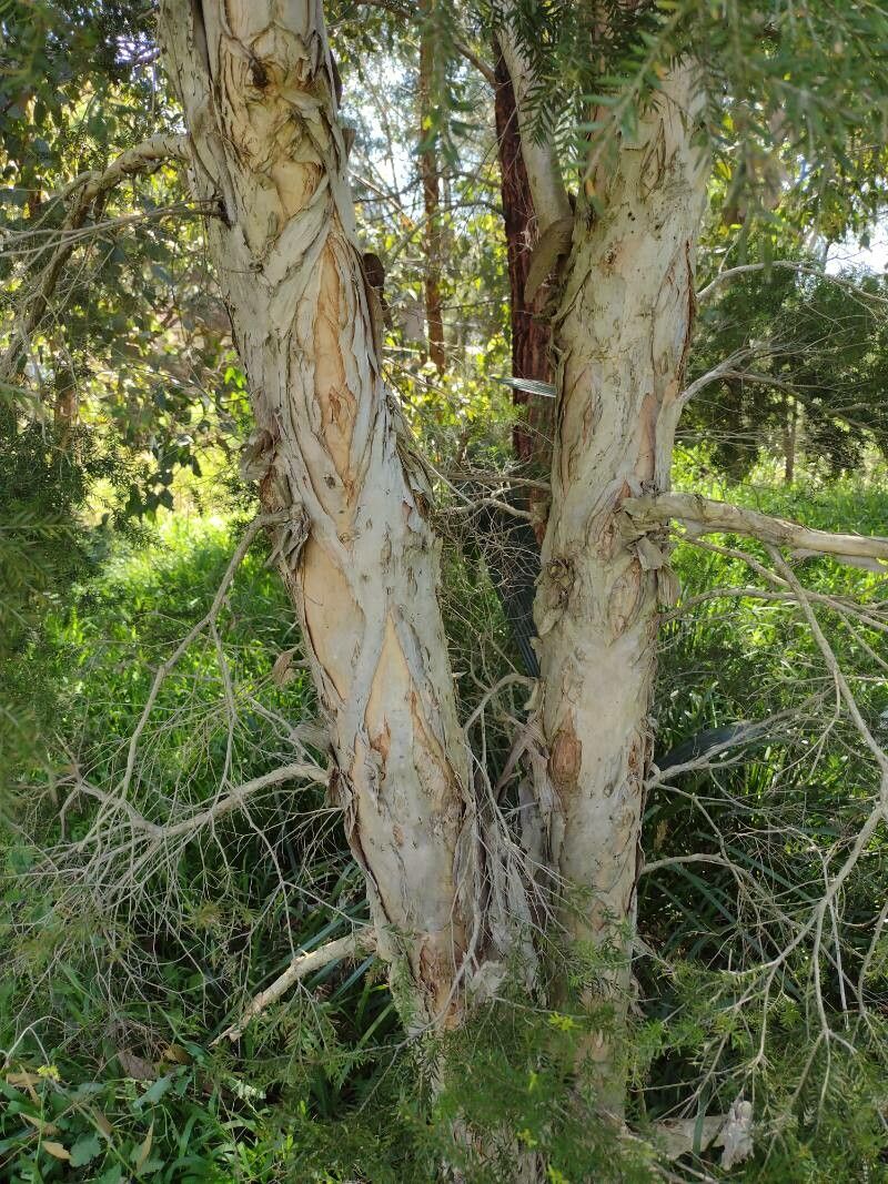 Melaleuca sieberi bark