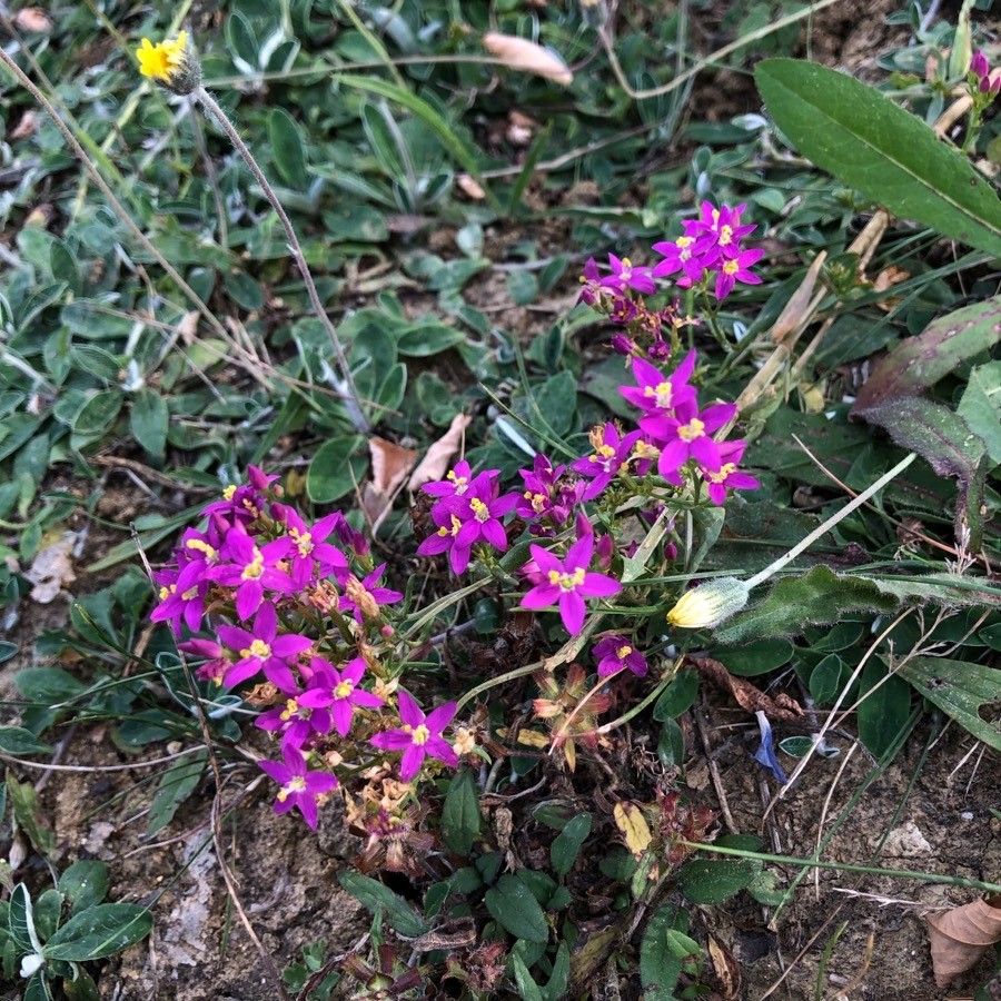 Centaurium littorale flower