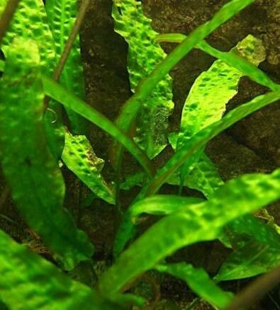 Cryptocoryne undulata — houseplant care guide