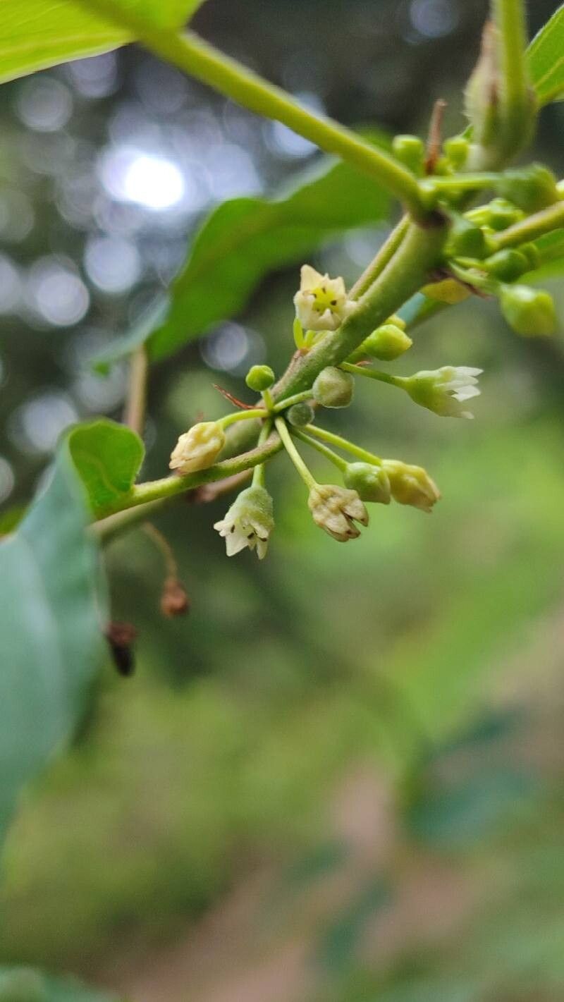Frangula purshiana flower