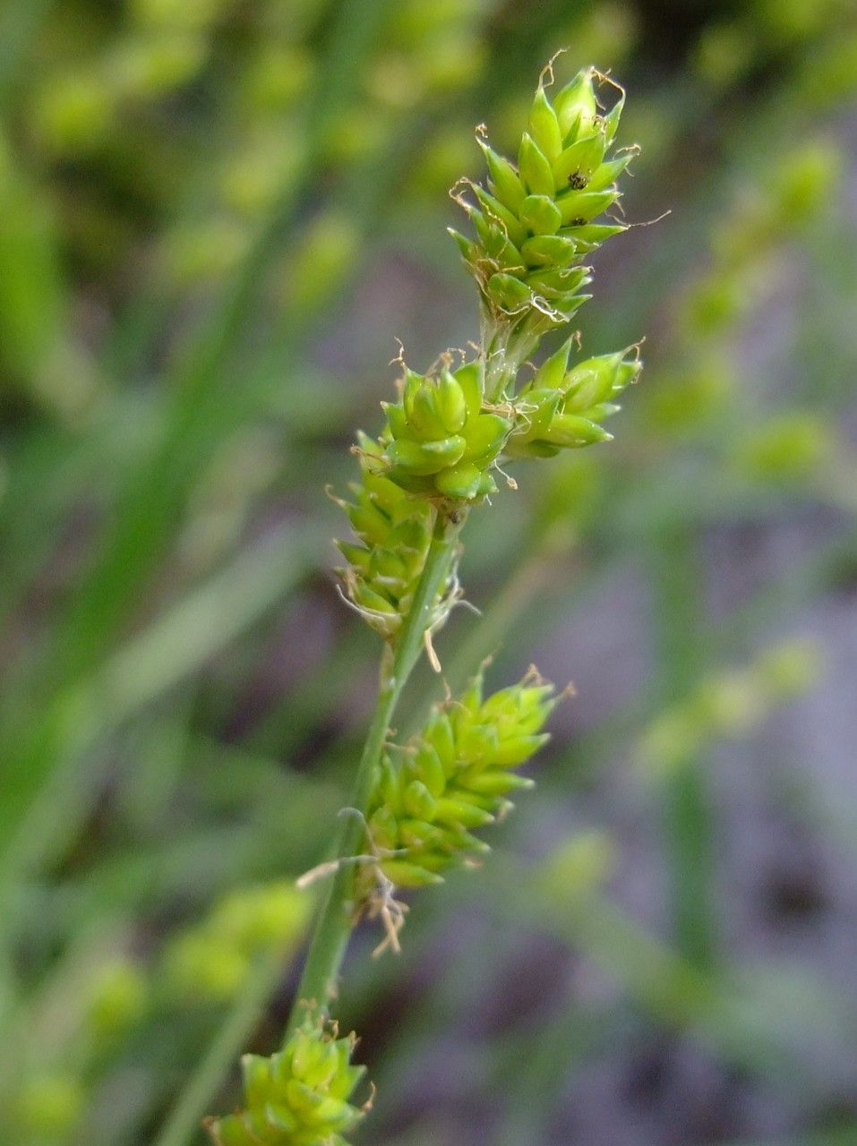 Carex curta other