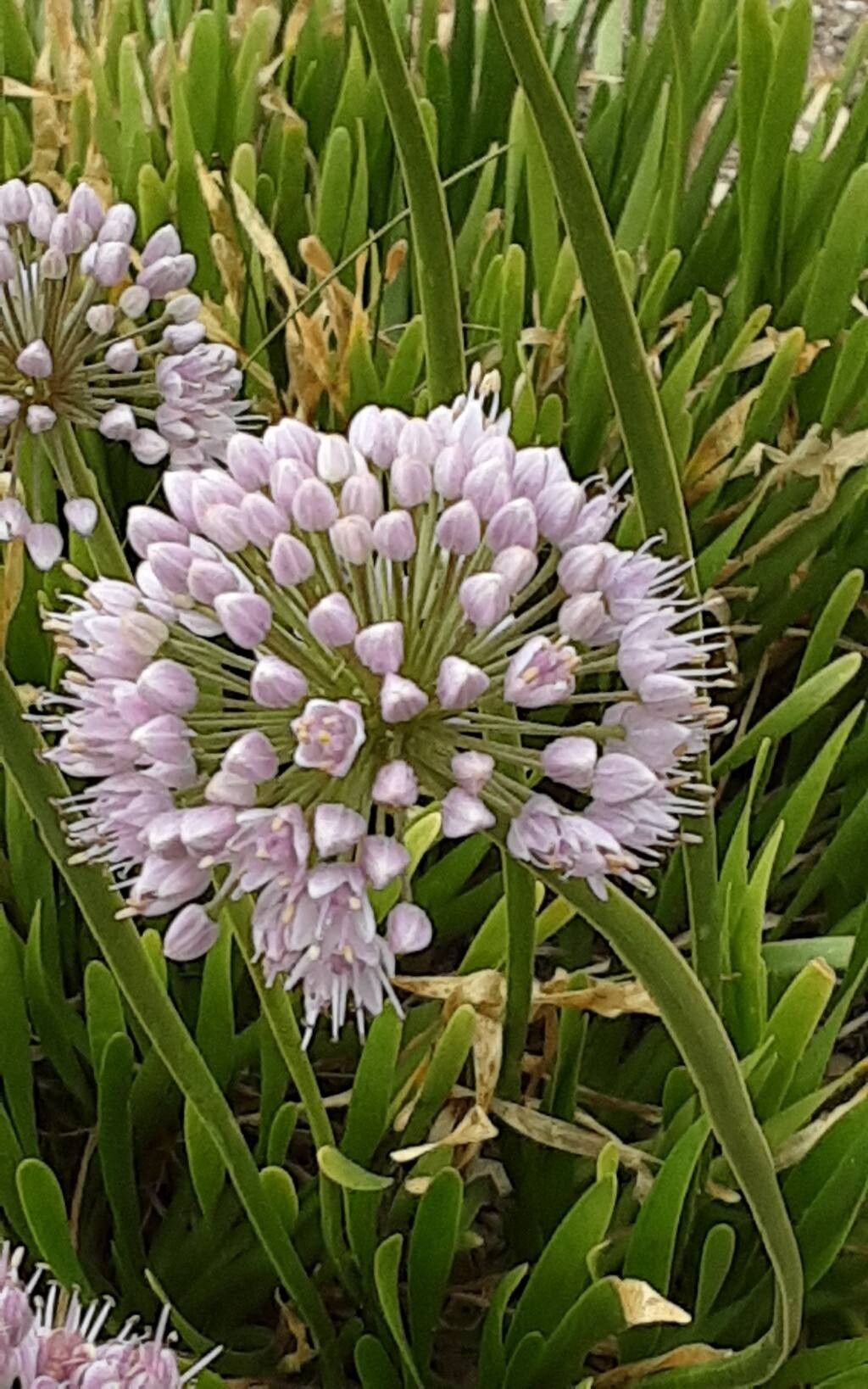 Allium stellerianum — houseplant care guide