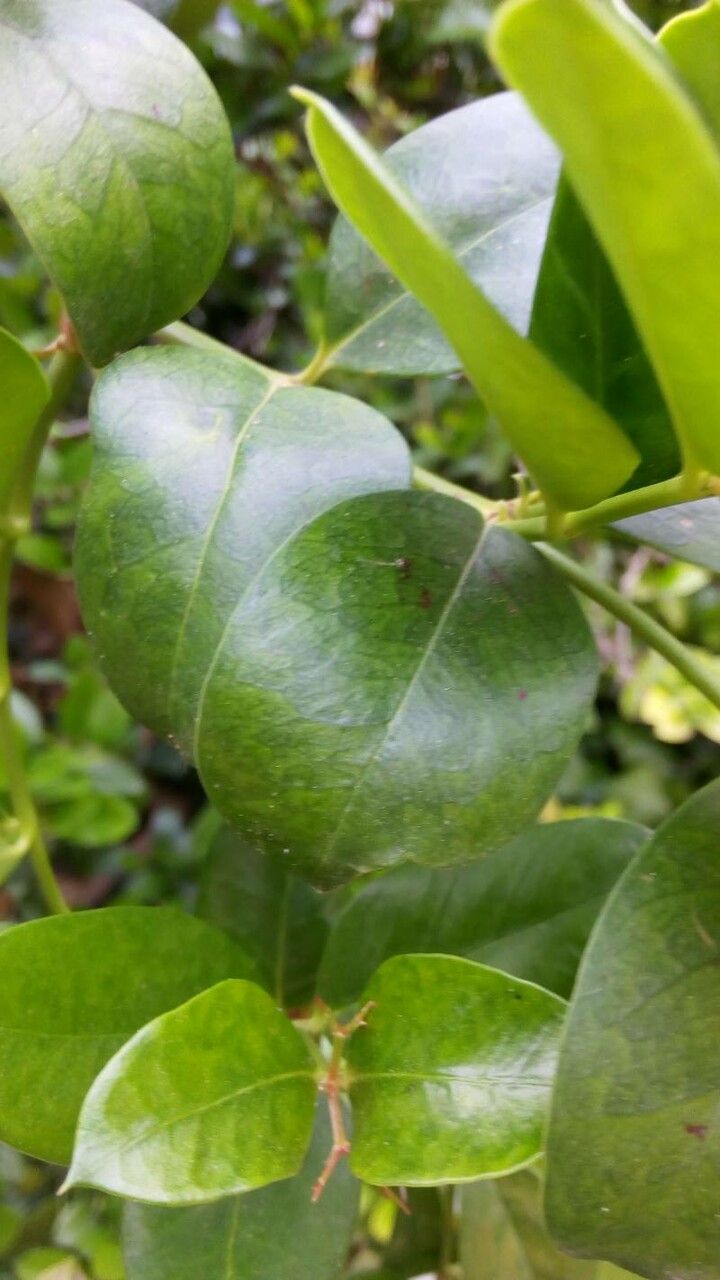 Atractocarpus sessilifolius — search result for 'Atractocarpus'