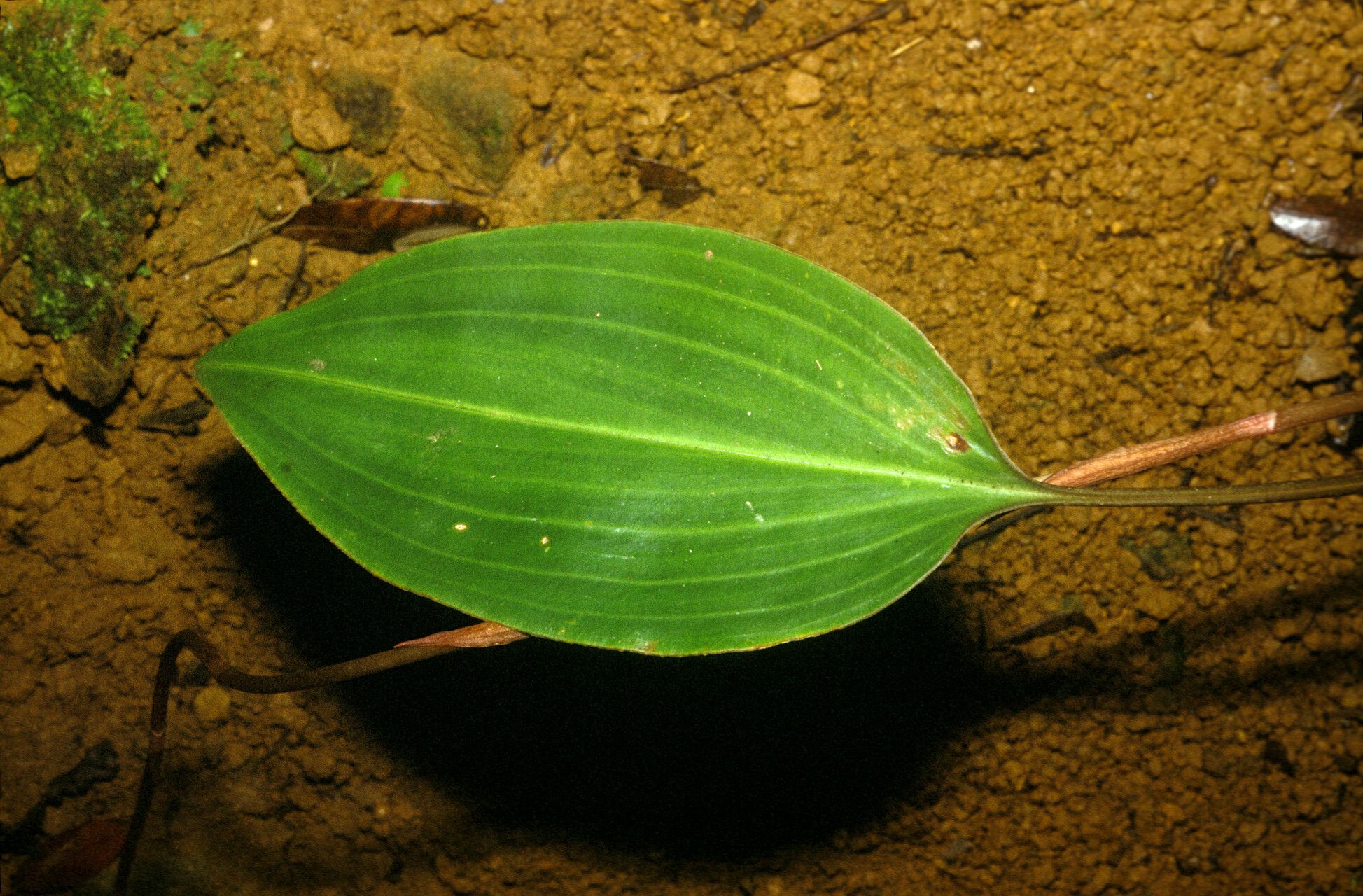 Prescottia stachyodes — houseplant care guide