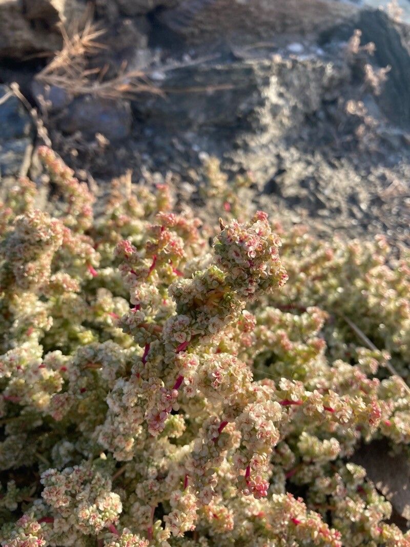 Halogeton sativus bark