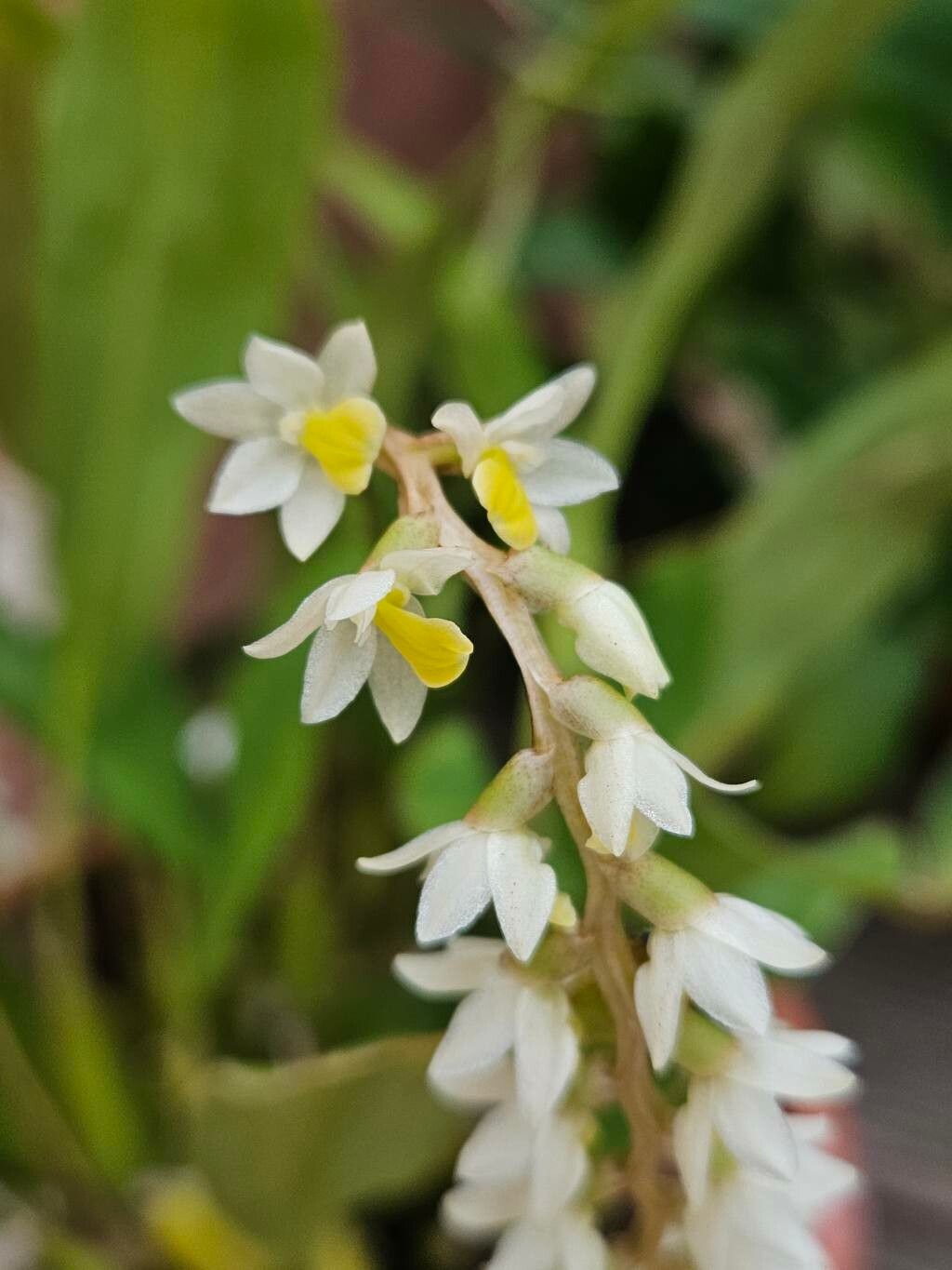 Coelogyne cobbiana flower