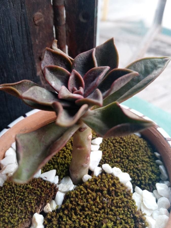 Echeveria carnicolor — search result for 'Echeveria'