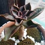 Echeveria carnicolor