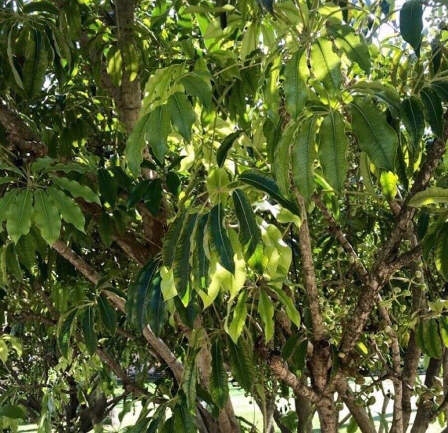 Schefflera pueckleri — search result for 'Araliaceae'