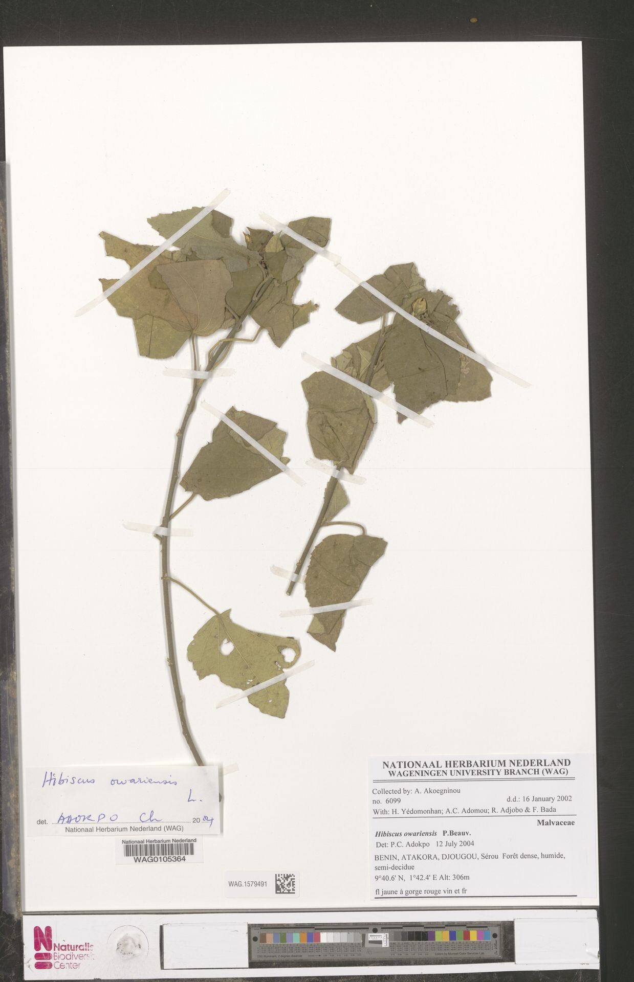 Hibiscus owariensis — houseplant care guide