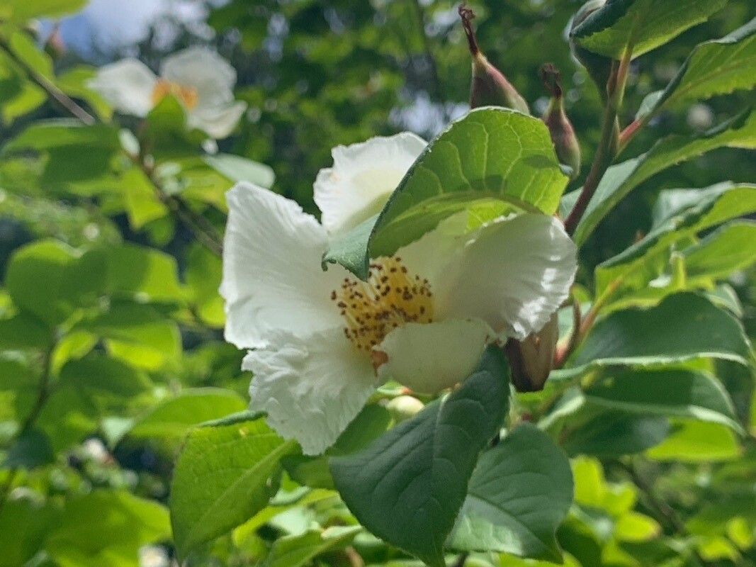 Stewartia ovata bark