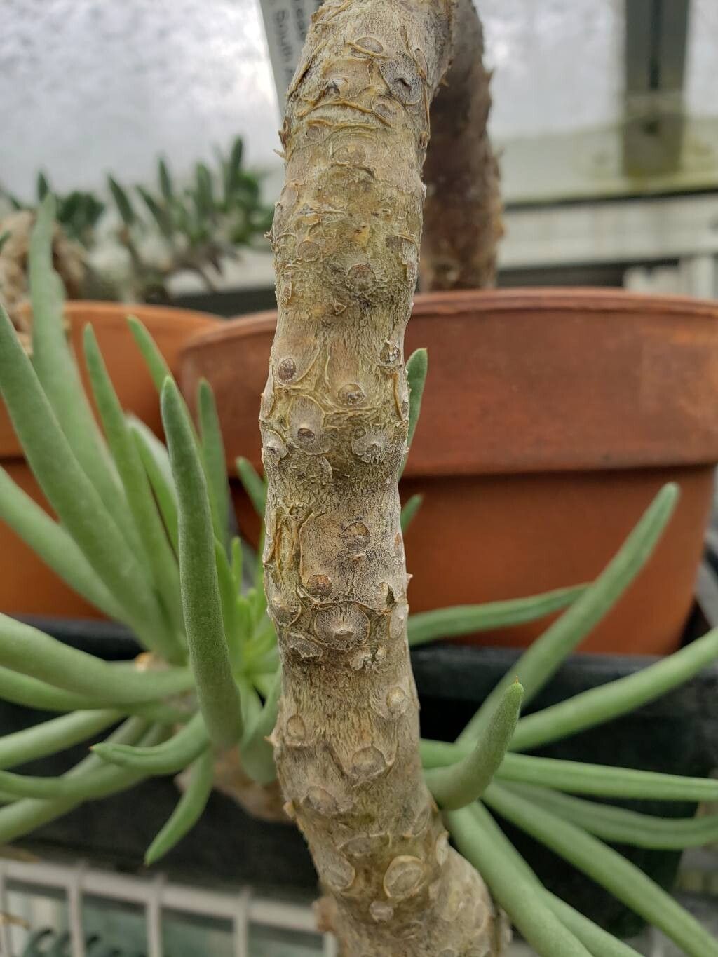 Tylecodon rubrovenosus bark