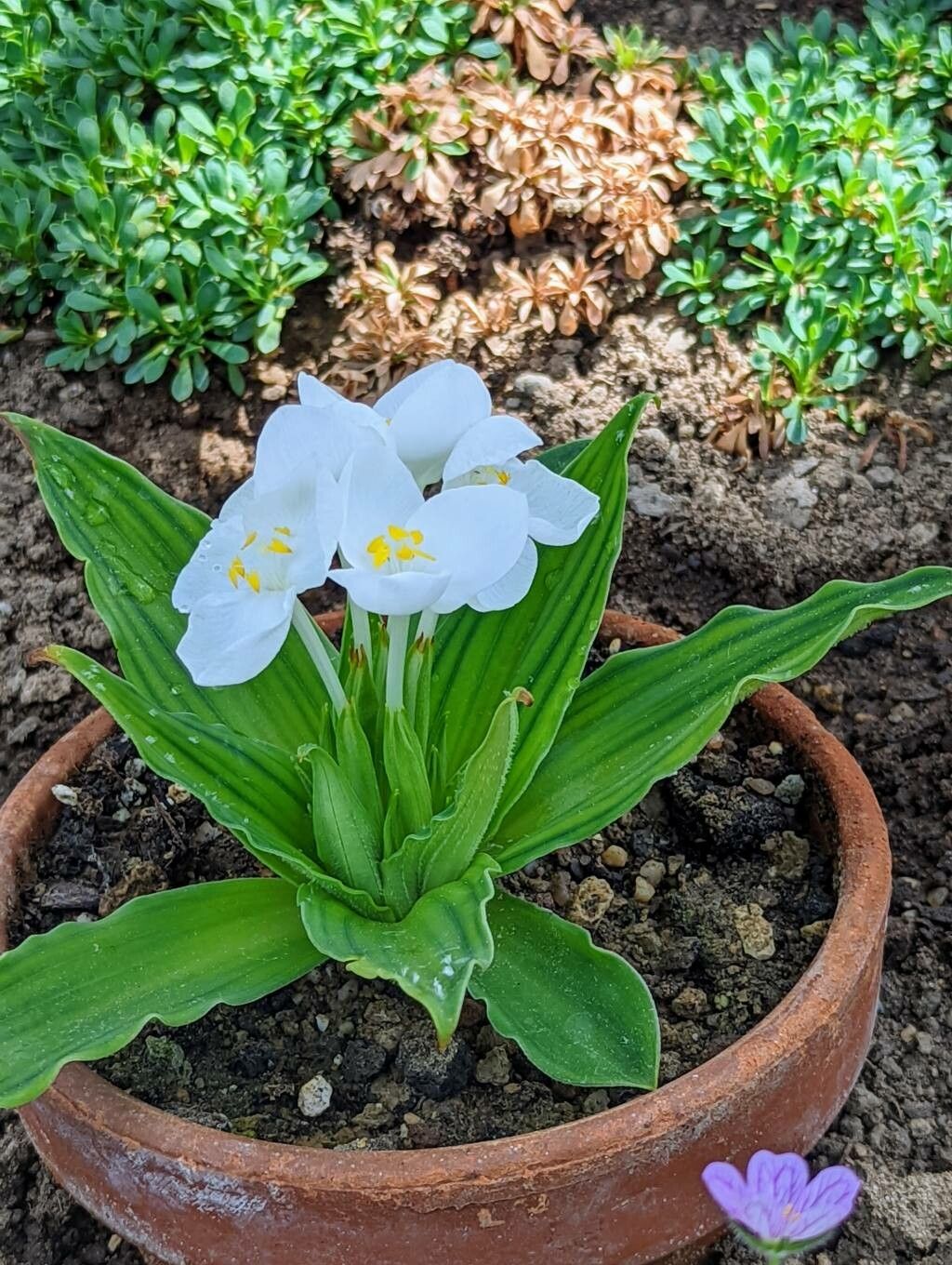 Weldenia candida — search result for 'Commelinaceae'