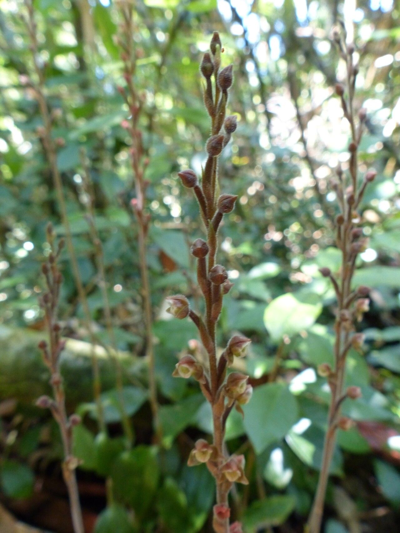 Goodyera afzelii flower