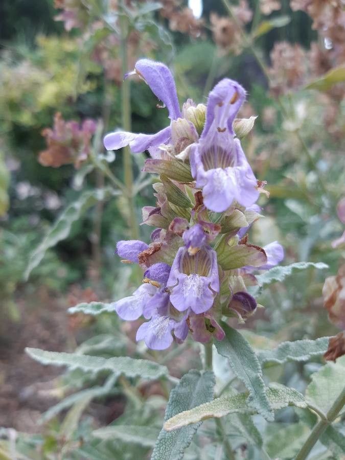 Salvia pomifera flower