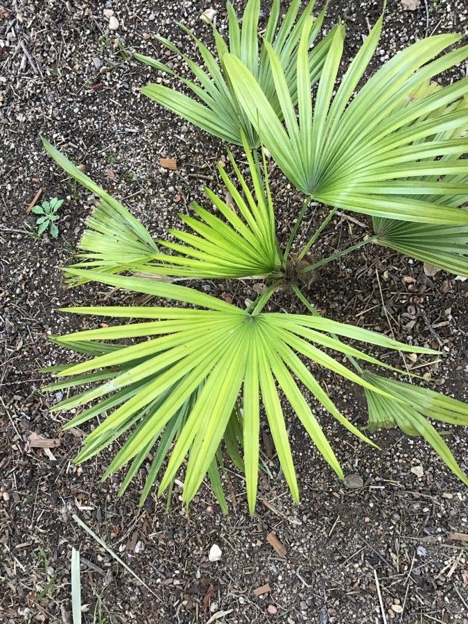 Trachycarpus princeps leaf