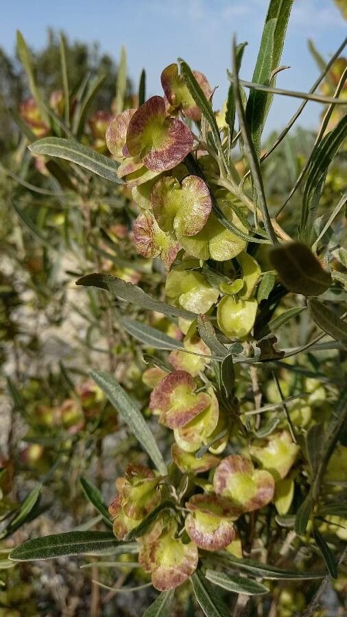 Zygophyllum megacarpum fruit