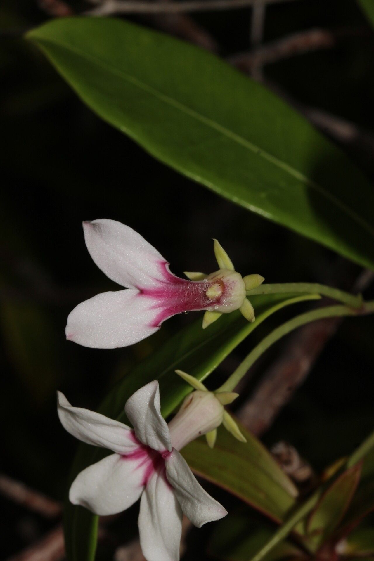 Stephanotis thouarsii flower