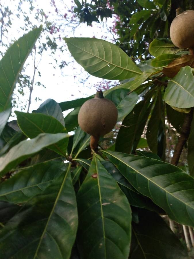 Genipa americana fruit