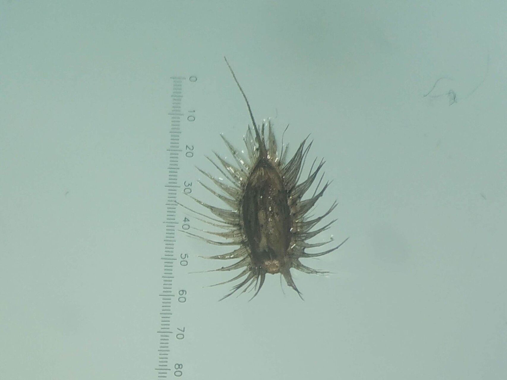 Alloteropsis cimicina fruit