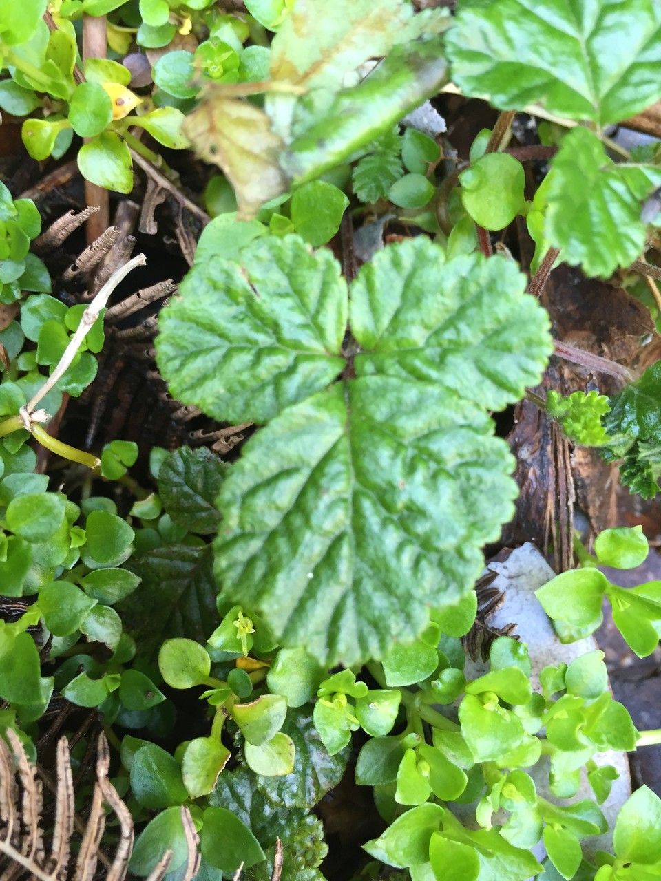 Rubus radicans — houseplant care guide